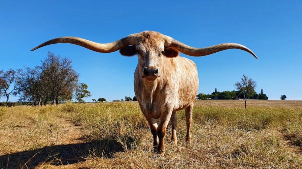 Why the Longhorns are a Symbol of Texas Pride
