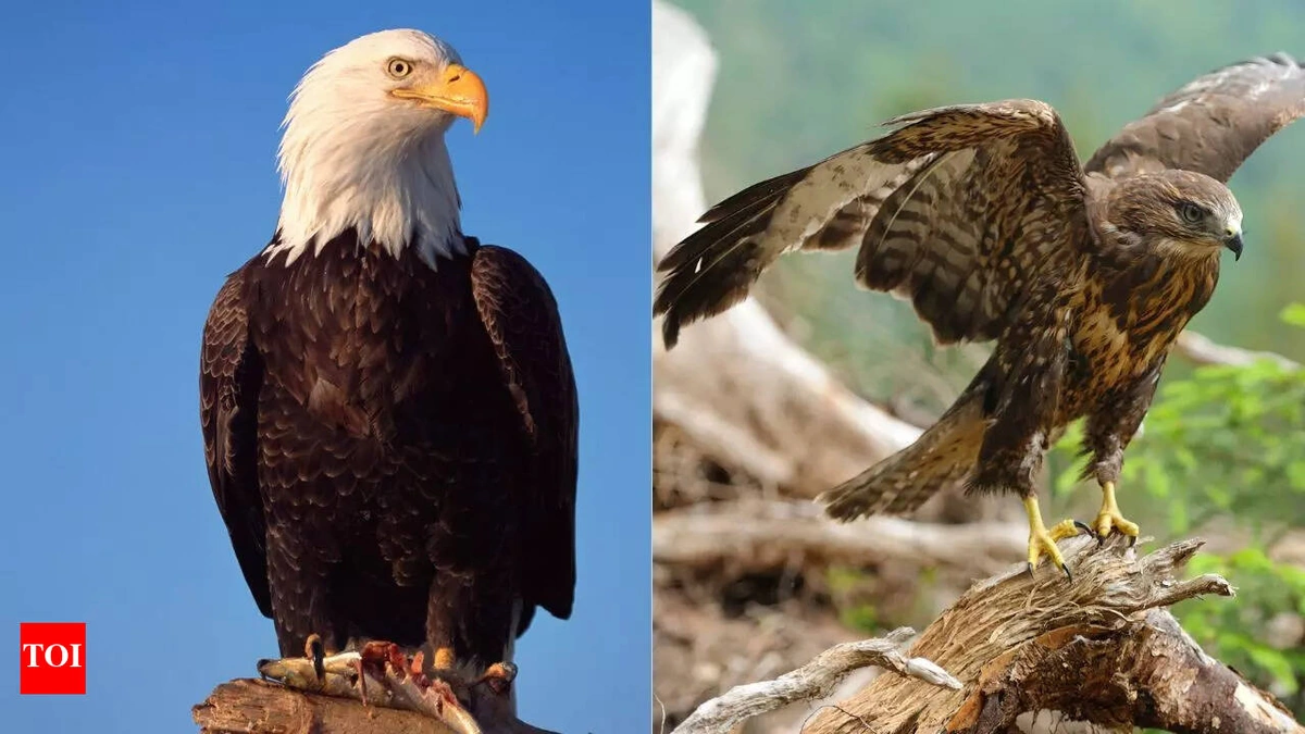 Why the Eagles Matter | A Sociological Perspective