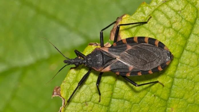 kissing bugs