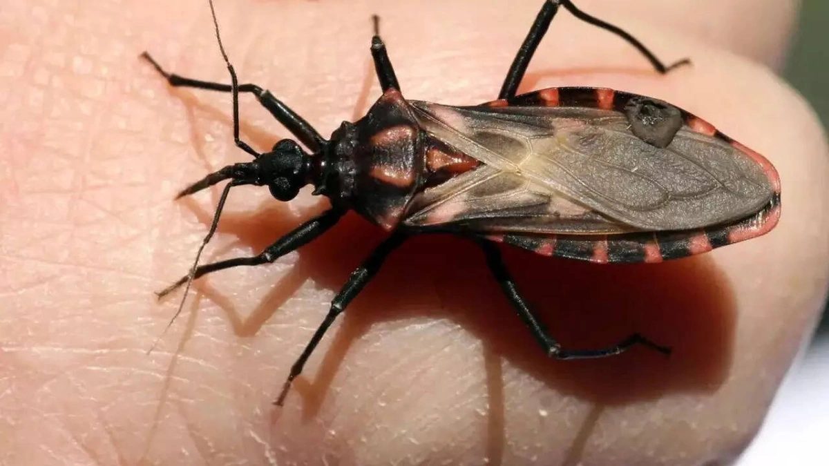 What Exactly ARE Kissing Bugs?