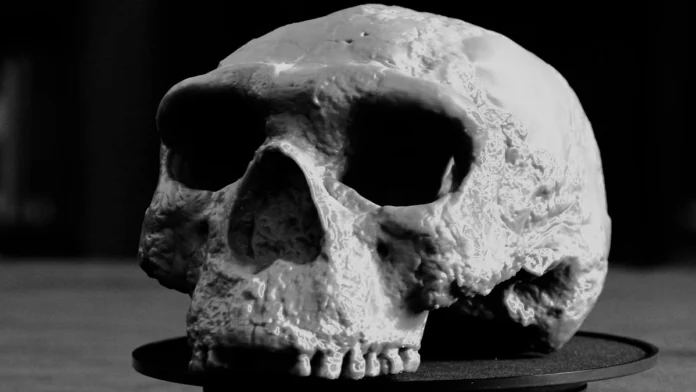 million year old skull rewrites