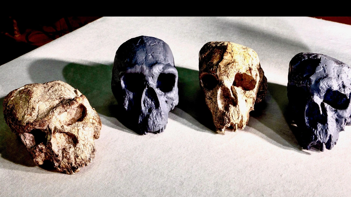 The 'Why' | Challenging the Textbook Version of Human Evolution