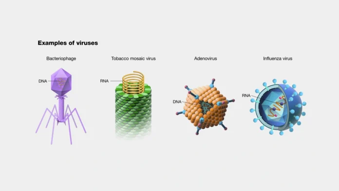virus