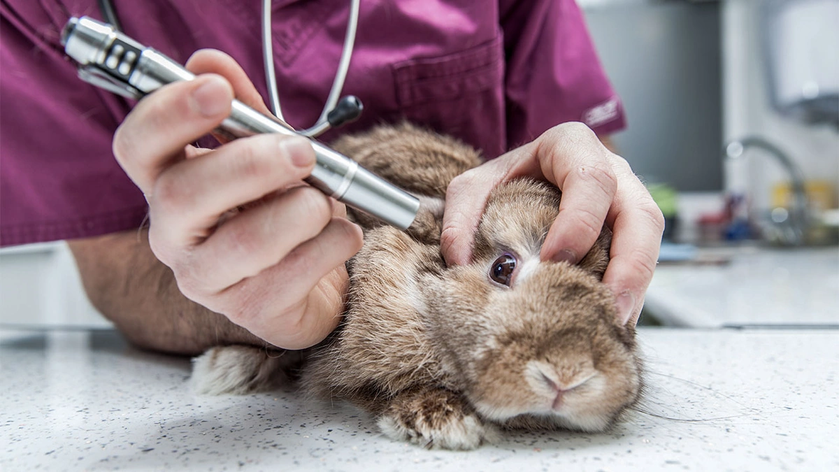 The Gruesome Reality of Animal Testing