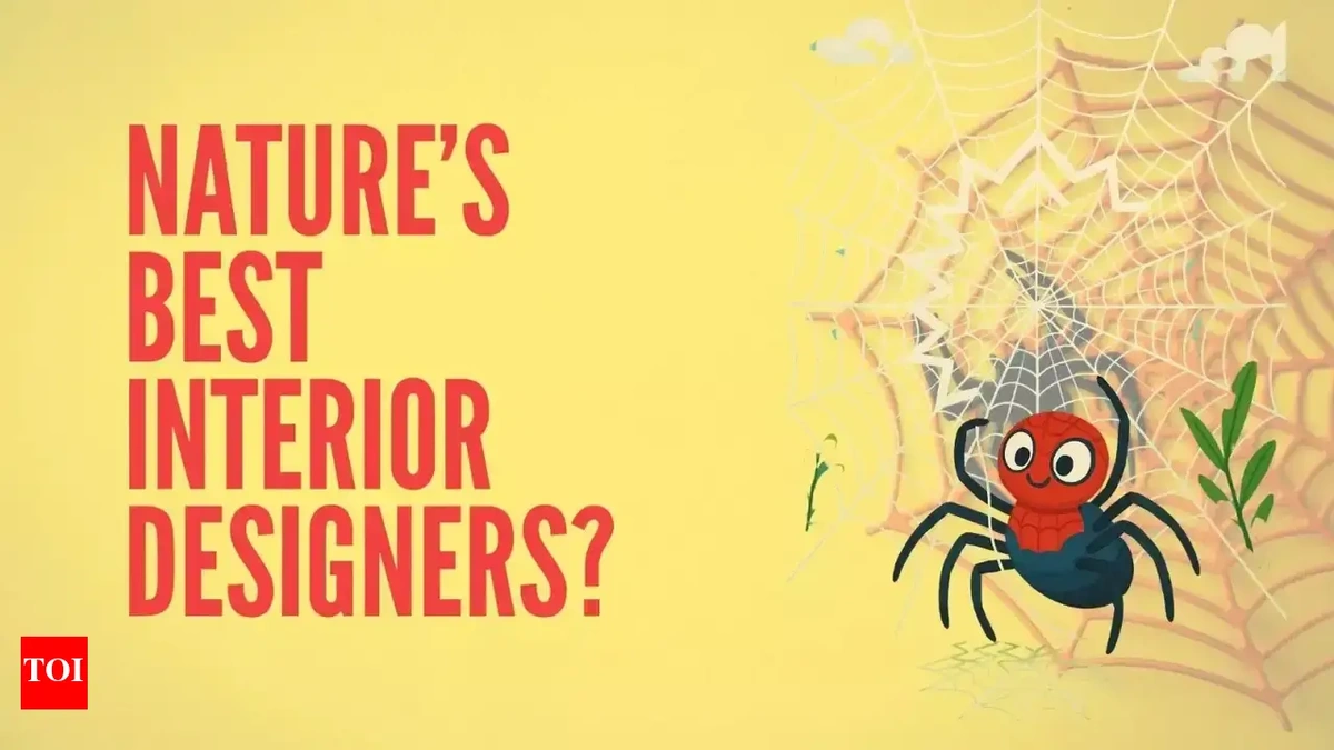 Why Spiders Are the Ultimate Upcyclers