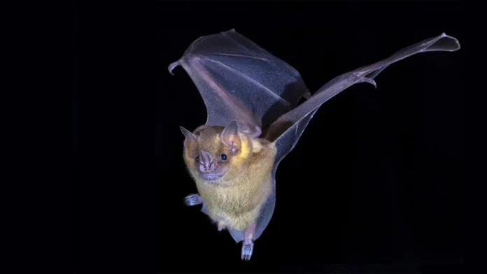 Bat