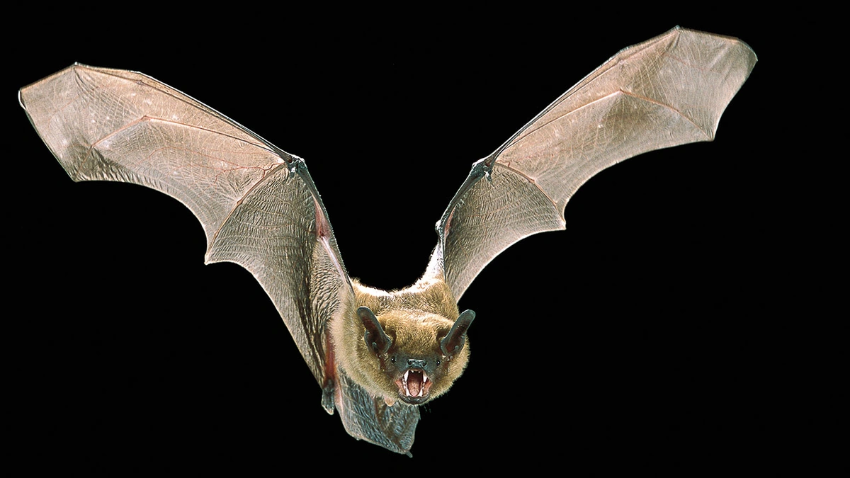 Why This Bat's Bird-Eating Habit Matters