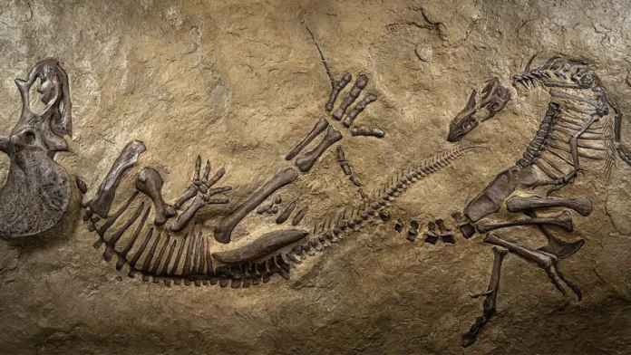 Dueling Dinosaurs Fossil_0 Dueling Dinosaurs Fossil