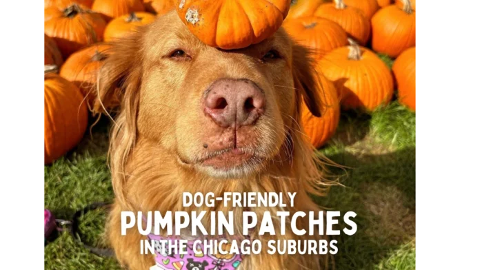 Pets at Pumpkin Patches