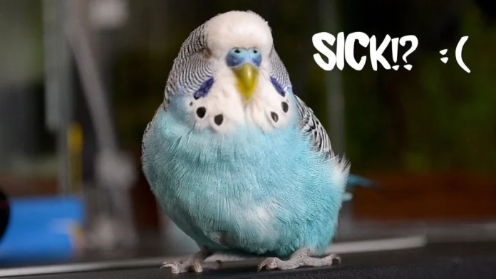 Sick Birds
