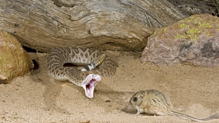 Vipers Prey