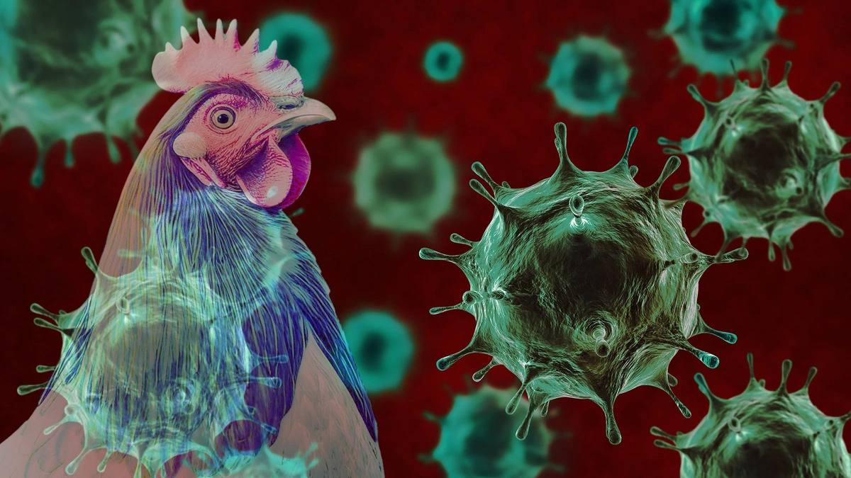 Why This Avian Flu Outbreak Matters – A Lot