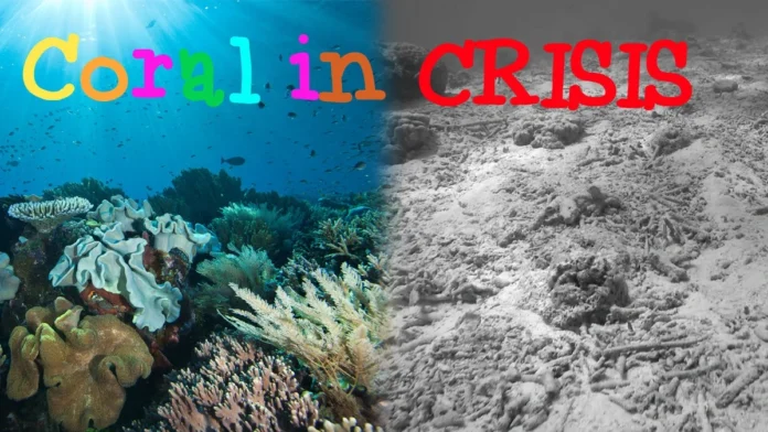 coral crisis