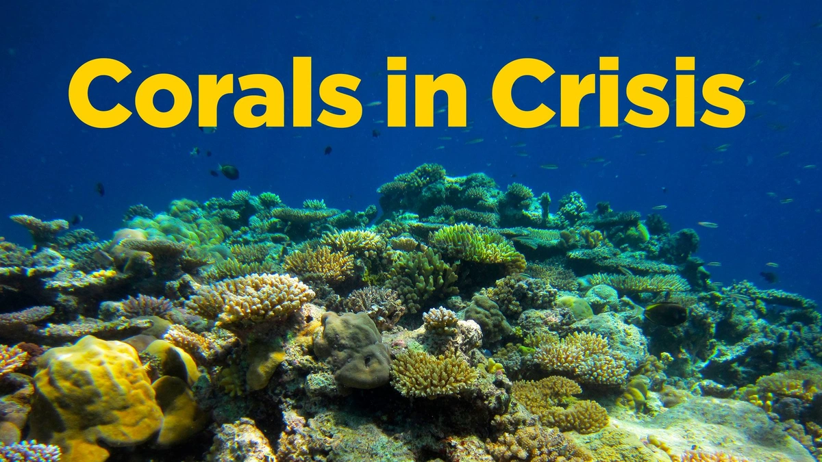 The Grim Reality | What's Happening to Florida's Corals?