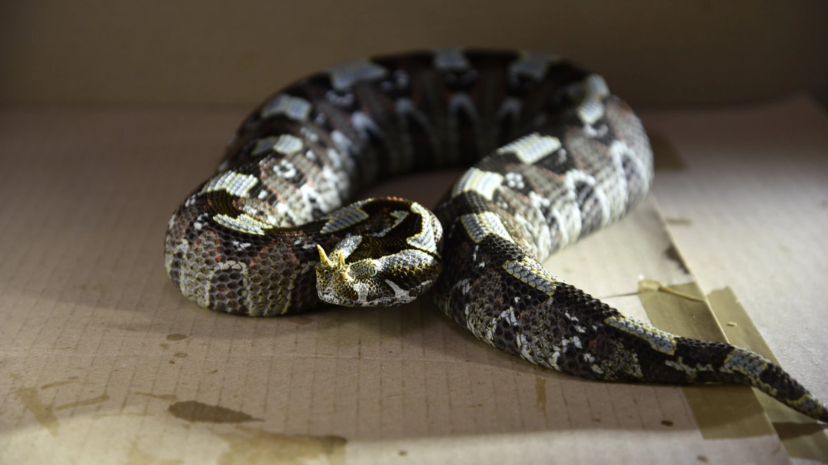 The "Why" Behind the Bite | More Than Just Venom