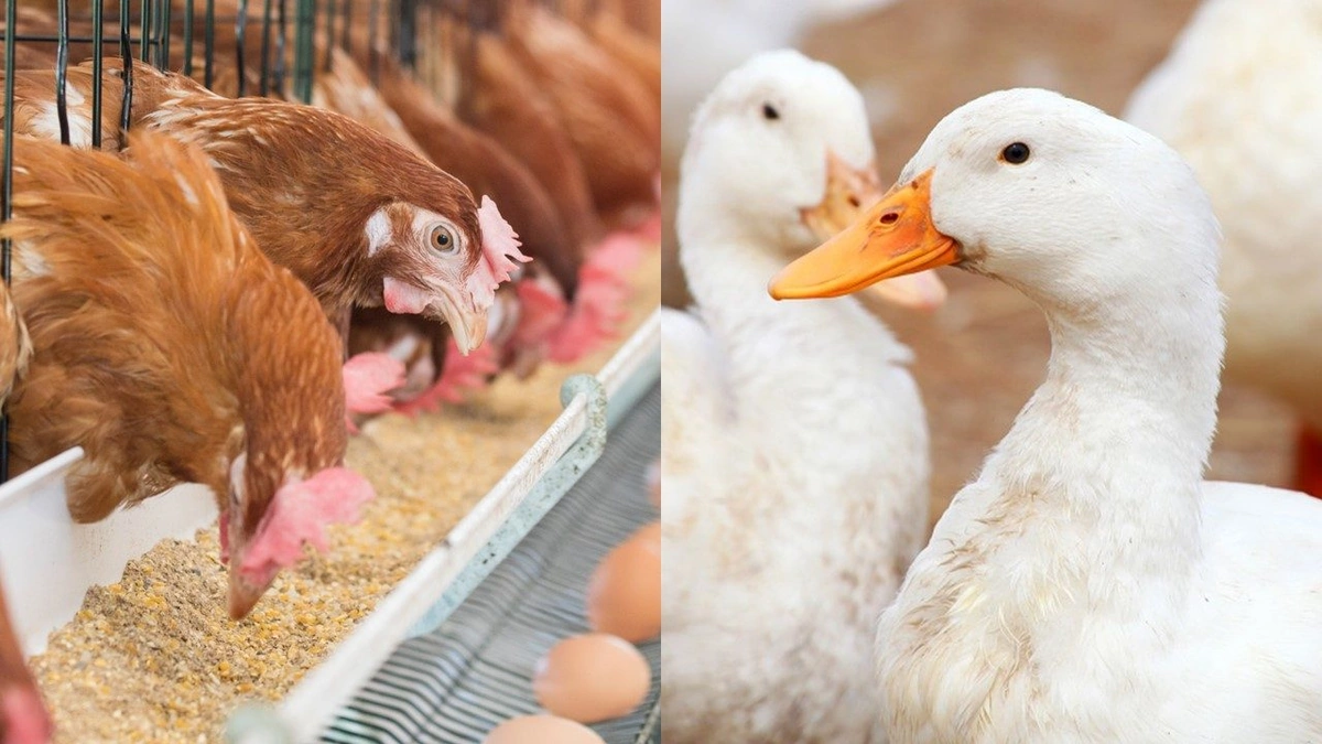 Why Bird Flu's Resurgence Matters Now