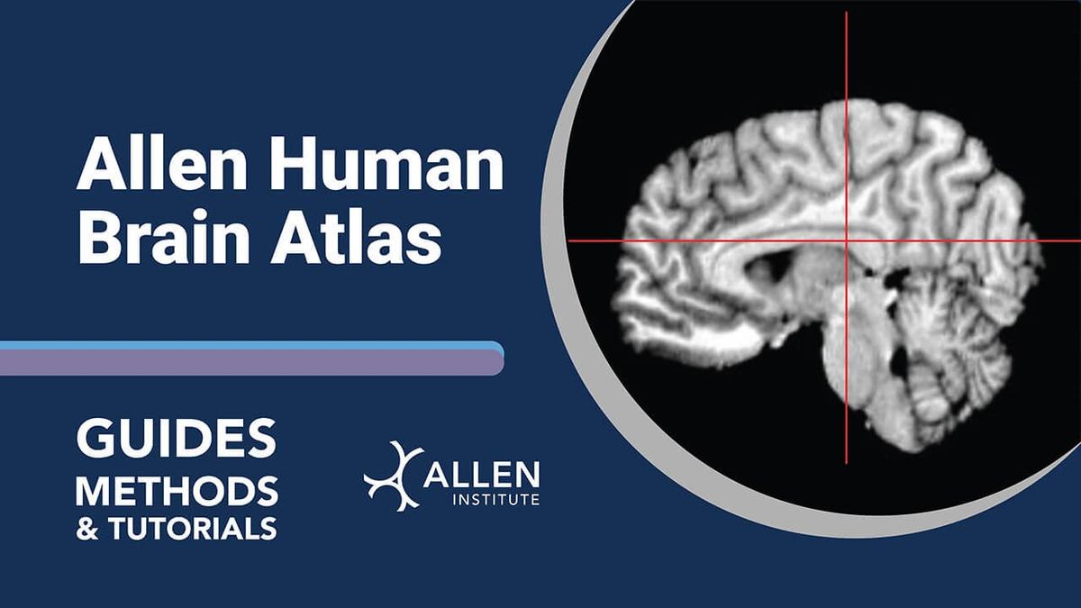 Why a Brain Development Atlas Matters