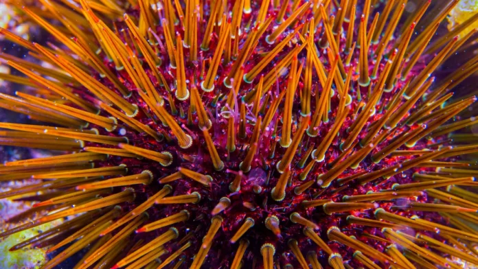 Enceladus Heat Transfer