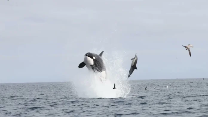 Orca Ambush