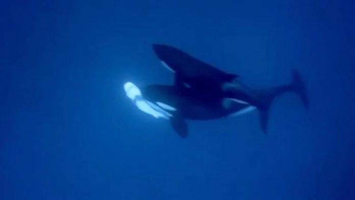 Orca Hunting Great Whites
