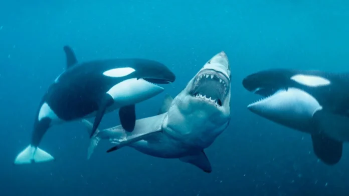 Orcas Hunt Great Whites