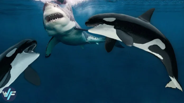 Orcas Hunting Great White Sharks