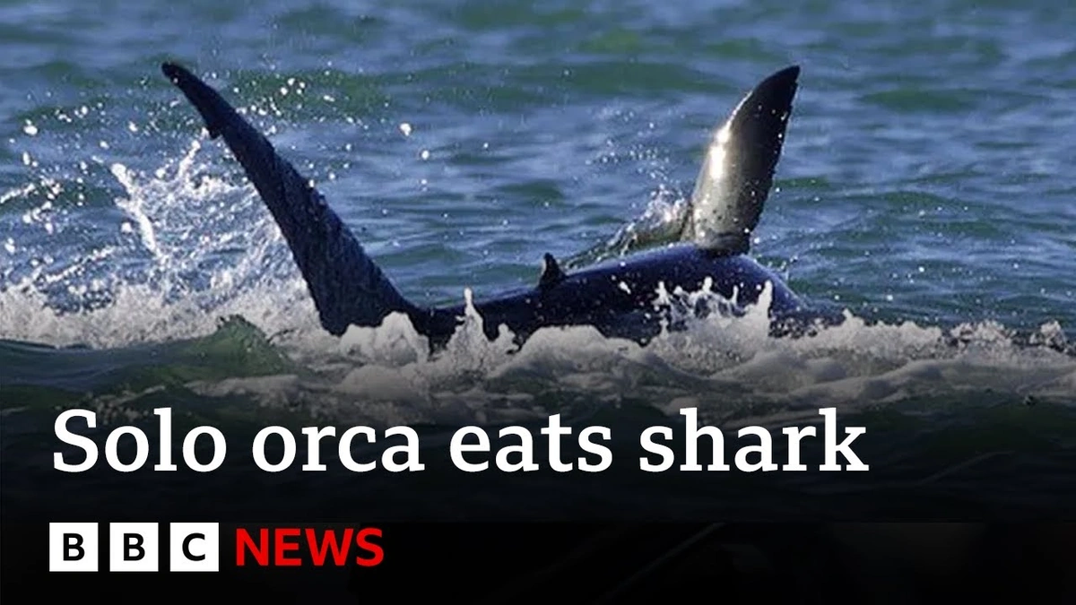 Why Are Orcas Targeting Great White Sharks?