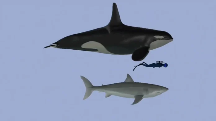Orcas vs. Great Whites