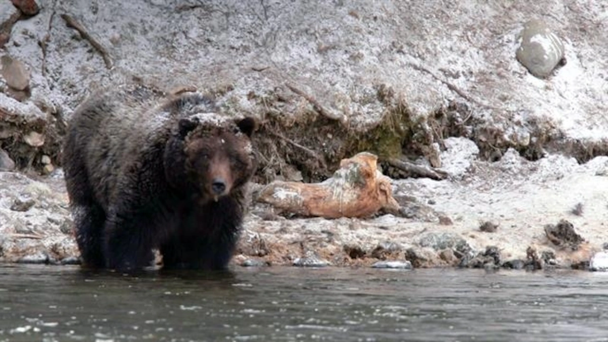 Understanding Grizzly Behavior | More Than Just Hunger