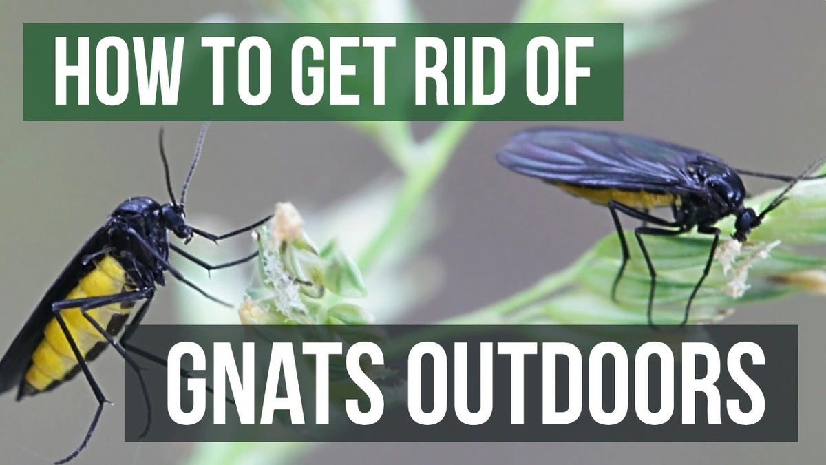 The "How" of Home Defense | Getting Rid of Gnats Indoors