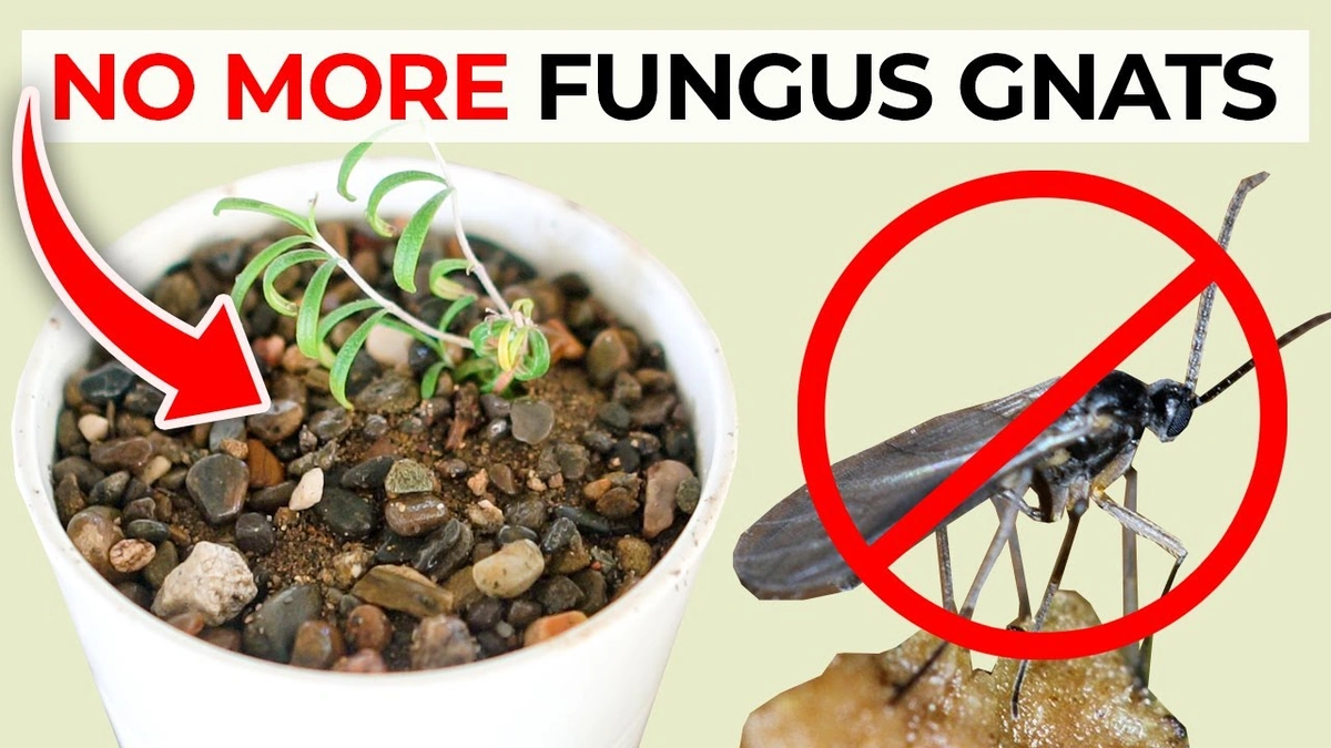 Beyond the Walls | How to Get Rid of Gnats Outside Your Home