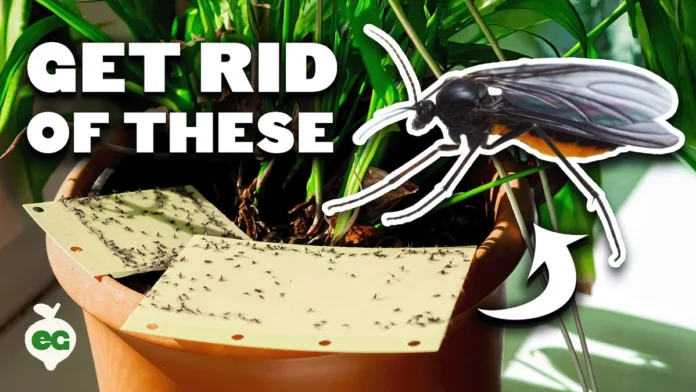 how to get rid of gnats